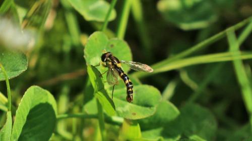 Réf. 202 788 : Sphaerophoria scripta